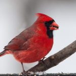 Pete’s how-to’s build a portable bird shooting platform