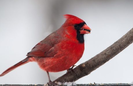 Northern Cardinal (Cardinalis)