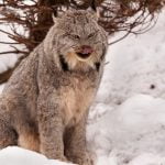 Pete’s how-to’s build a flash bracket for a monopod