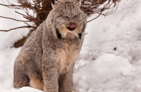 Canada Lynx