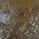 Our big camping adventure, in the soaking wet rain.